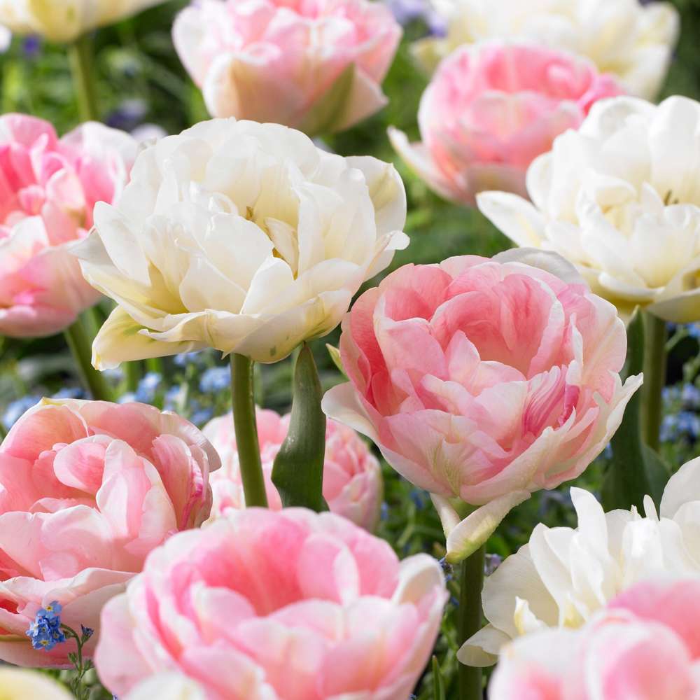 Tulipanblanding 'Camilla'